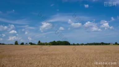 时光流逝，小麦在风中摇曳，白云在湛蓝的天空奔跑